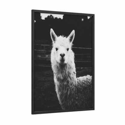 Snowy Alpaca Portrait framed art print — black wood frame — black and white palette