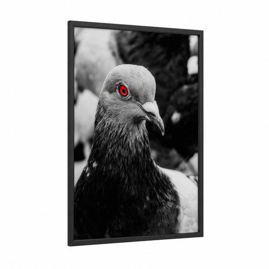 Red-Eyed Pigeon framed art print — black wood frame — black and white and red palette