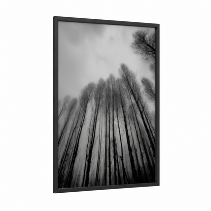 Misty Cedar Grove framed cedar forest print — black wood frame — black and white and gray palette