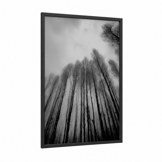 Misty Cedar Grove framed cedar forest print — black wood frame — black and white and gray palette