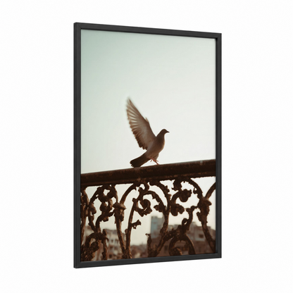 Urban Pigeon Wings framed art print — black wood frame — gray and dove gray palette
