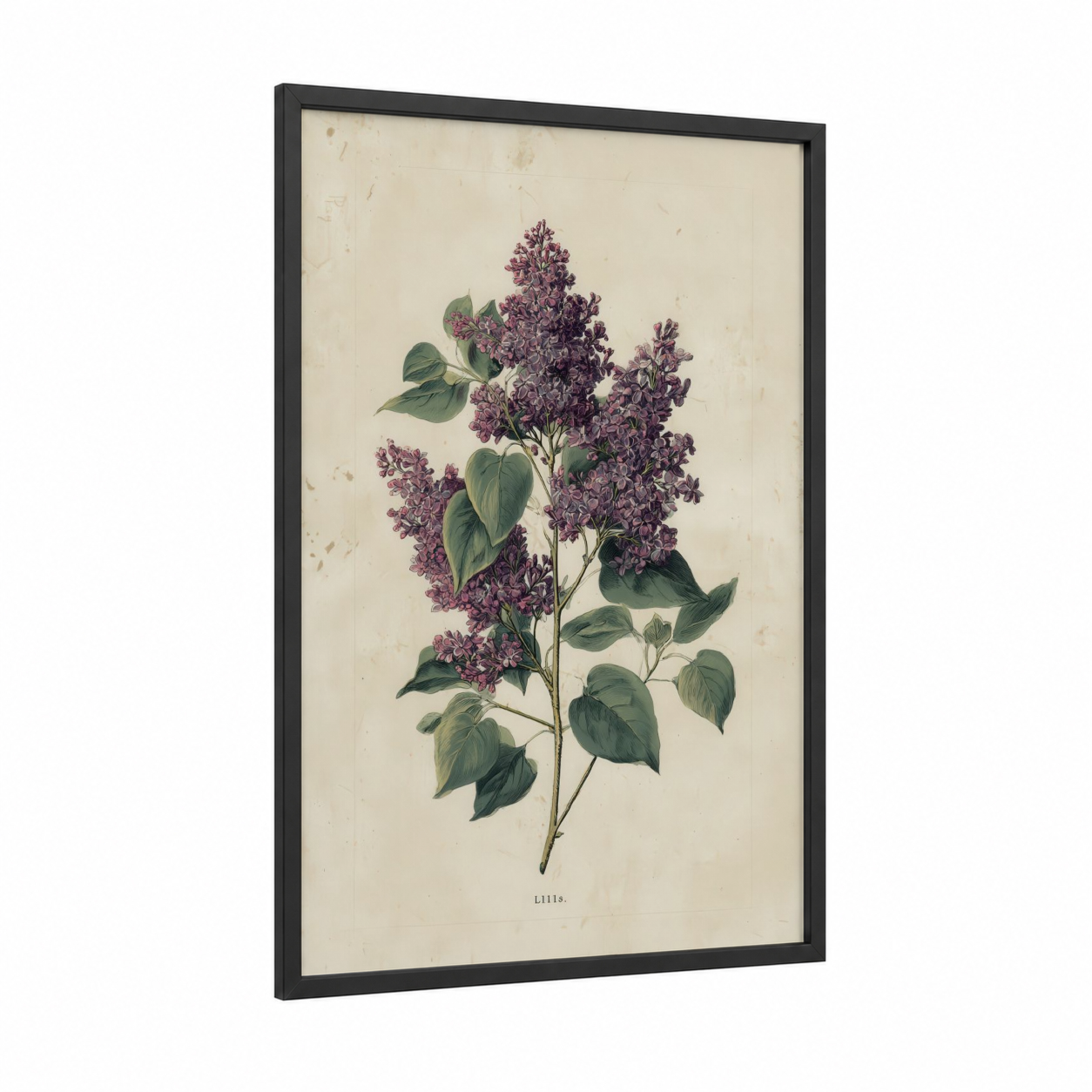 Purple Lilac Botanical framed art print — black wood frame — lavender and sage green palette