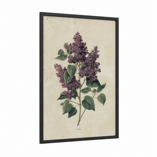 Purple Lilac Botanical framed art print — black wood frame — lavender and sage green palette