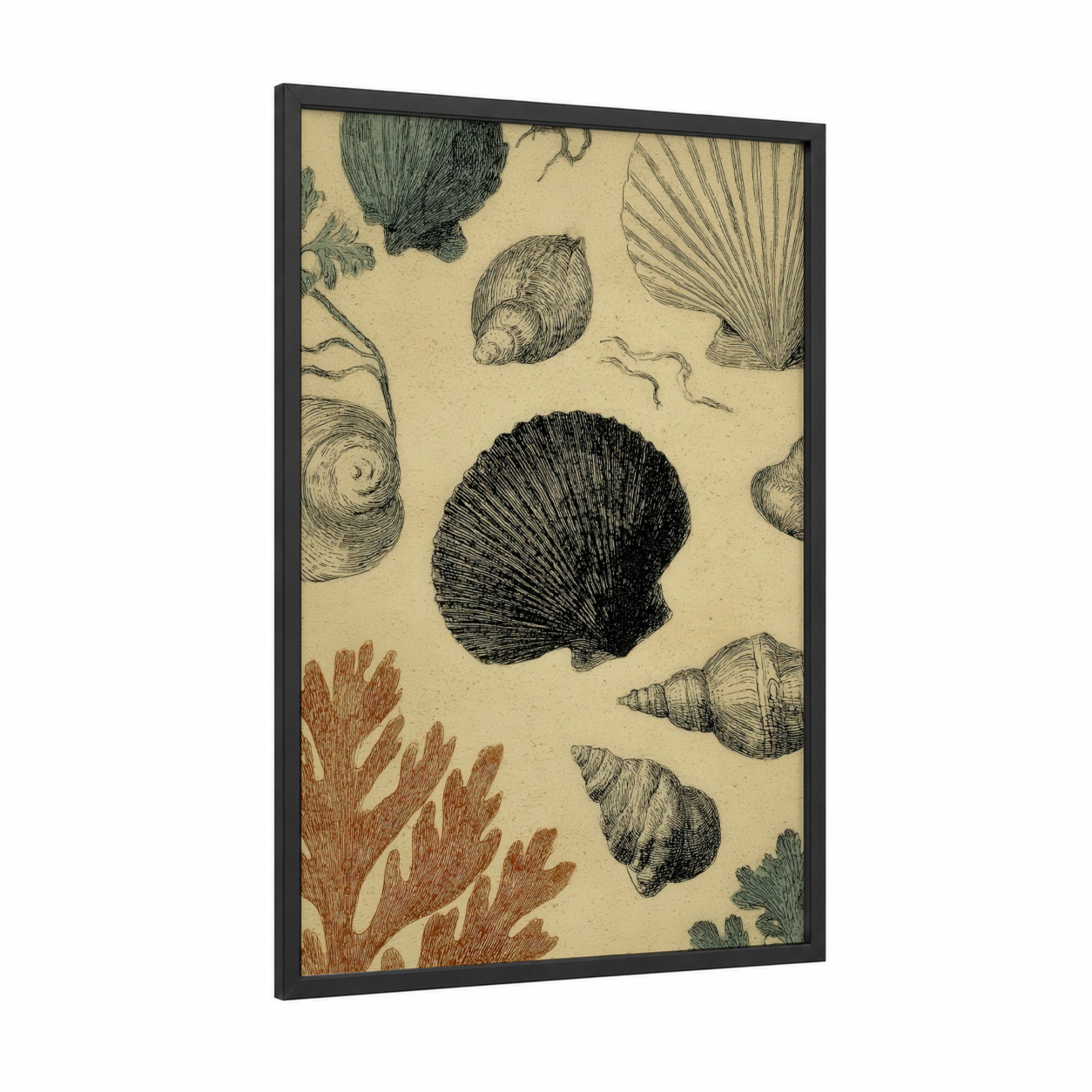 Vintage Seashell Study framed art print — black wood frame — cream and black and white palette