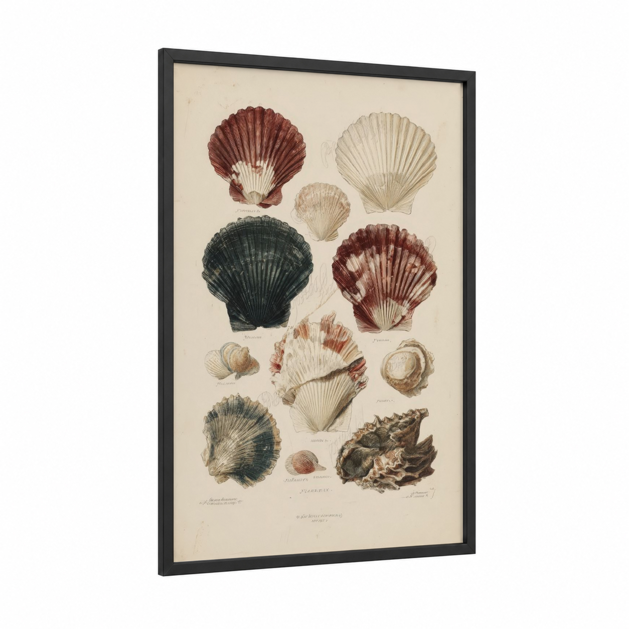 Antique Shell Study framed seafood print — black wood frame — cream and maroon palette