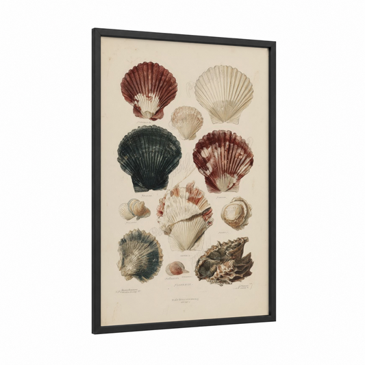 Antique Shell Study framed seafood print — black wood frame — cream and maroon palette