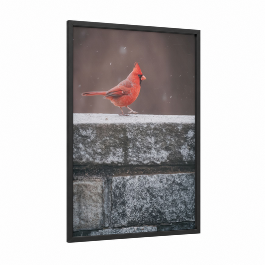 Cardinal Winter Snow framed art print — black wood frame — red and gray palette