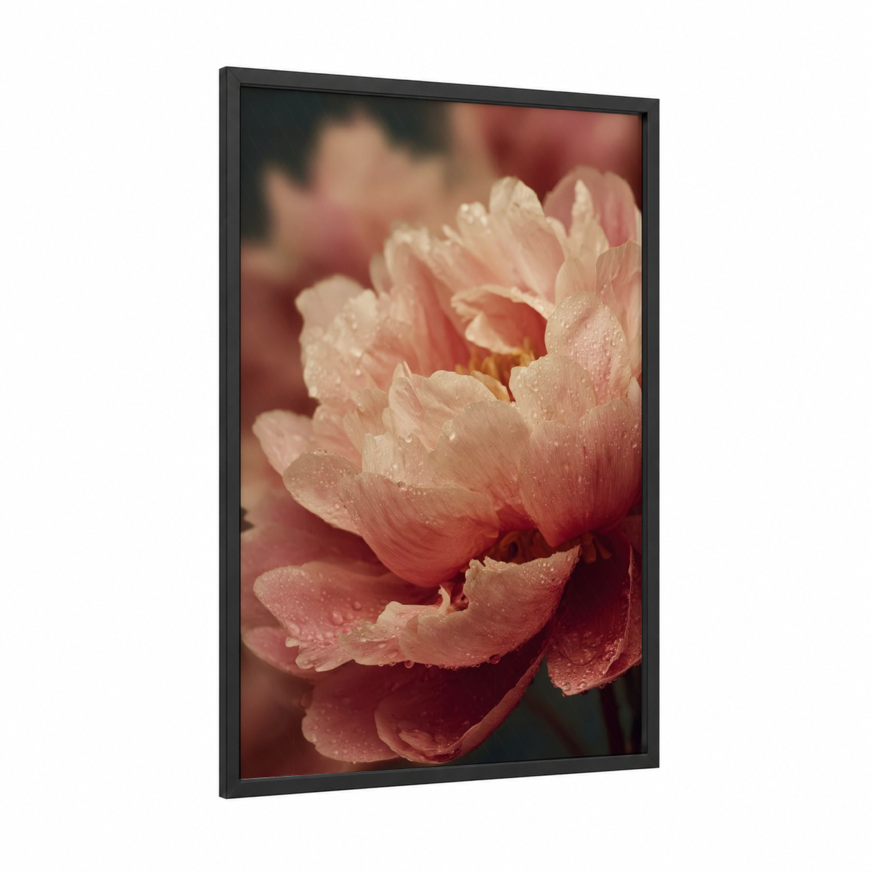 Dewy Peony framed art print — black wood frame — pink and cream palette