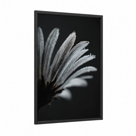 Frosted Daisy framed art print — black wood frame — black and white palette