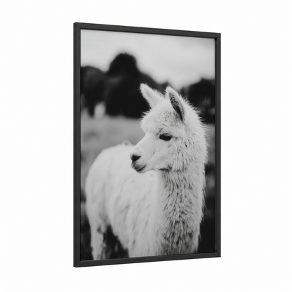 Serene Alpaca framed art print — black wood frame — black and white palette
