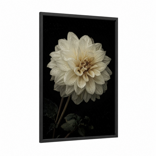 Cream Dahlia Bloom framed art print — black wood frame — cream and black palette