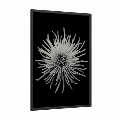 Monochrome Chrysanthemum framed art print — black wood frame — black and white palette