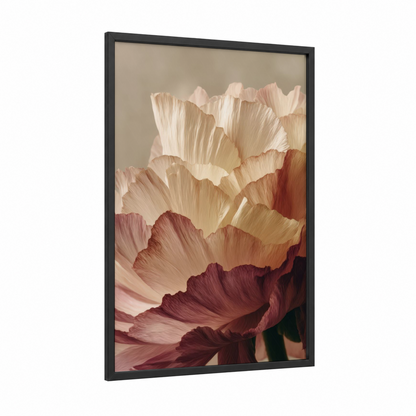 Blush Ranunculus framed art print — black wood frame — cream and salmon pink palette
