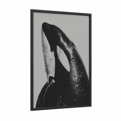 Breaching Orca framed orca whale print — black wood frame — black and white palette