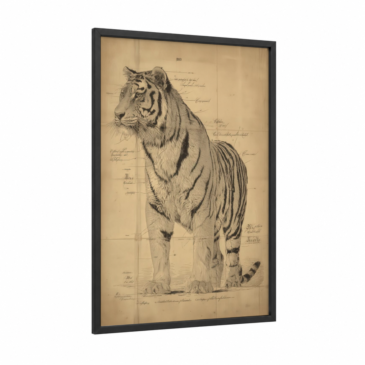 Anatomical Tiger framed art print — black wood frame — black and white and cream palette