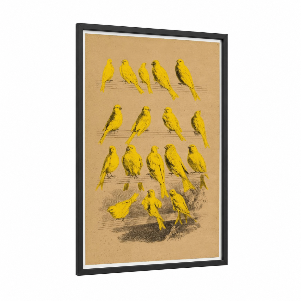 Yellow Canaries Study framed art print — black wood frame — yellow gold and cream palette