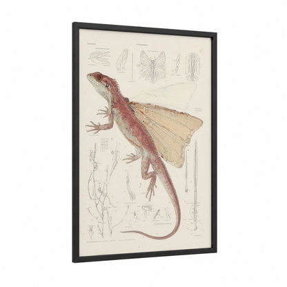 Draco Lizard Study framed art print — black wood frame — cream and maroon palette