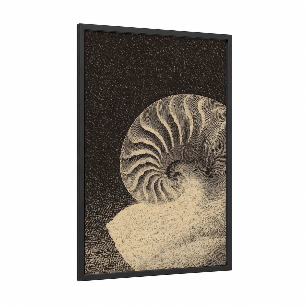 Spiral Seashell framed art print — black wood frame — black and white and cream palette