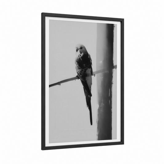 Perched Parakeet framed safari parrots print — black wood frame — black and white and gray palette