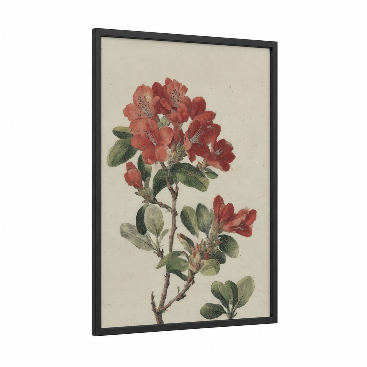Coral Rhododendron framed art print — black wood frame — salmon pink and dark green palette