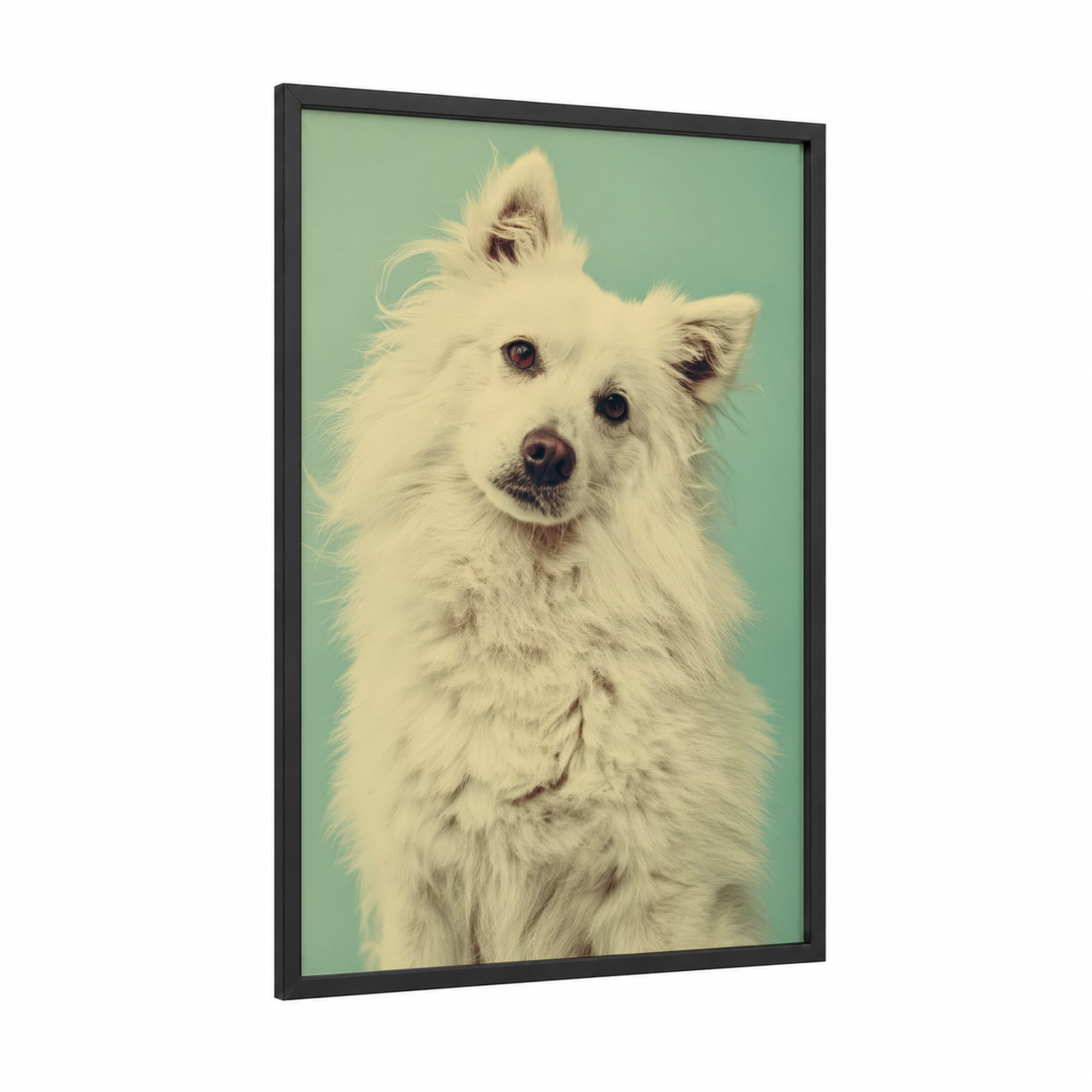 Fluffy Spitz Portrait framed art print — black wood frame — white and aquamarine palette