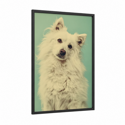Fluffy Spitz Portrait framed art print — black wood frame — white and aquamarine palette