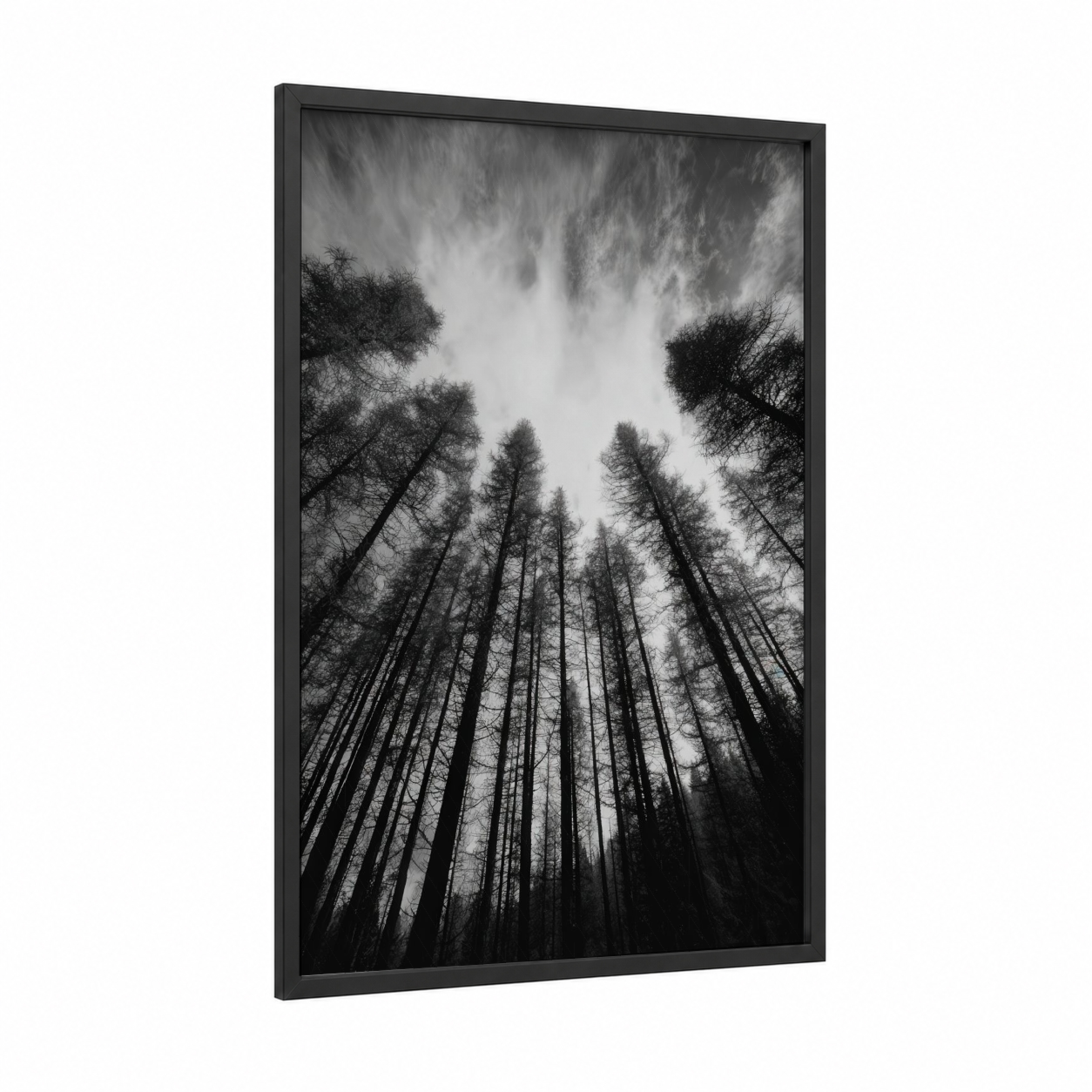 Skyward Cedar framed cedar forest print — black wood frame — black and white and gray palette