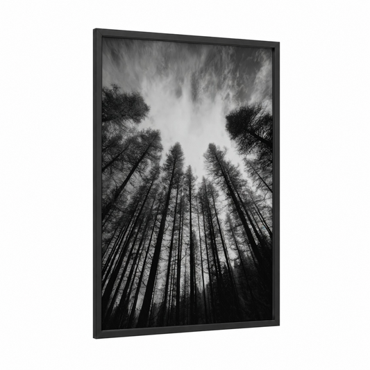 Skyward Cedar framed cedar forest print — black wood frame — black and white and gray palette