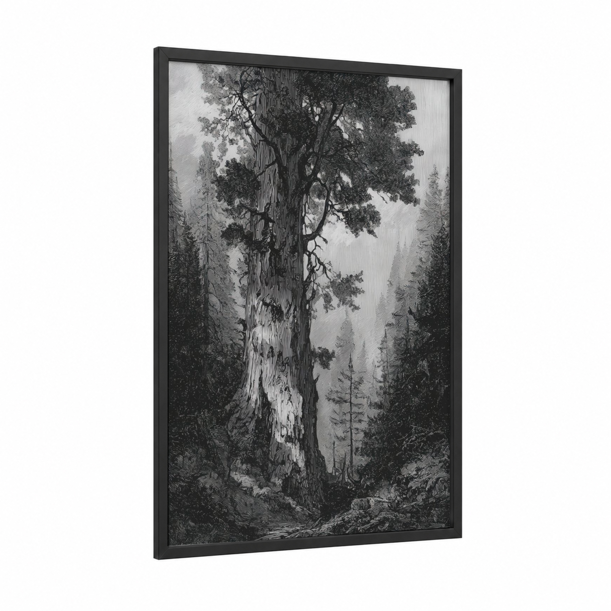Ancient Redwood framed redwood tree print — black wood frame — black and white and gray palette