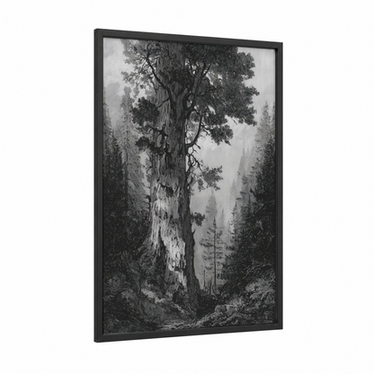 Ancient Redwood framed redwood tree print — black wood frame — black and white and gray palette