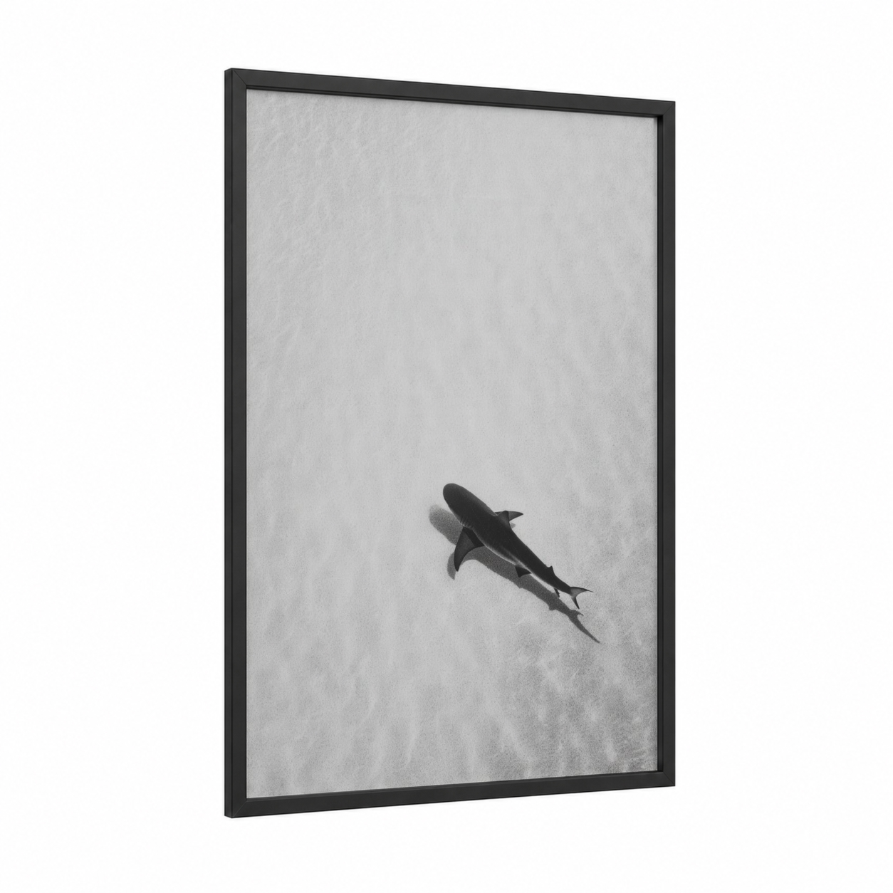 Sandy Shark framed sand tiger shark print — black wood frame — black and white and gray palette