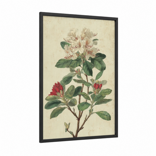 Vintage Rhododendron framed art print — black wood frame — cream and sage green palette