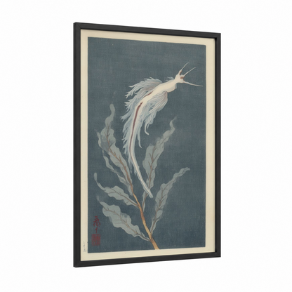Ethereal Sea Angel framed nudibranch print — black wood frame — bermuda gray and white palette