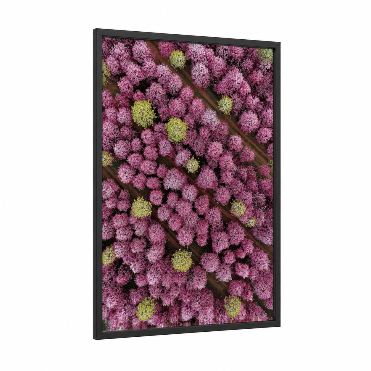 Cherry Blossom Canopy framed cherry blossoms print — black wood frame — magenta and yellow gold palette