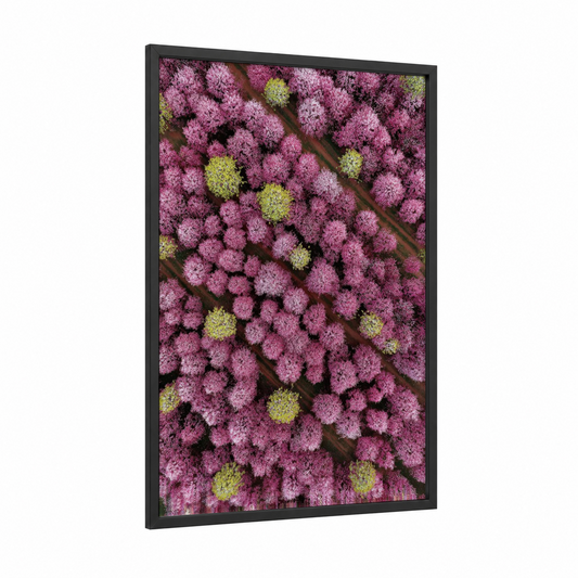 Cherry Blossom Canopy framed cherry blossoms print — black wood frame — magenta and yellow gold palette