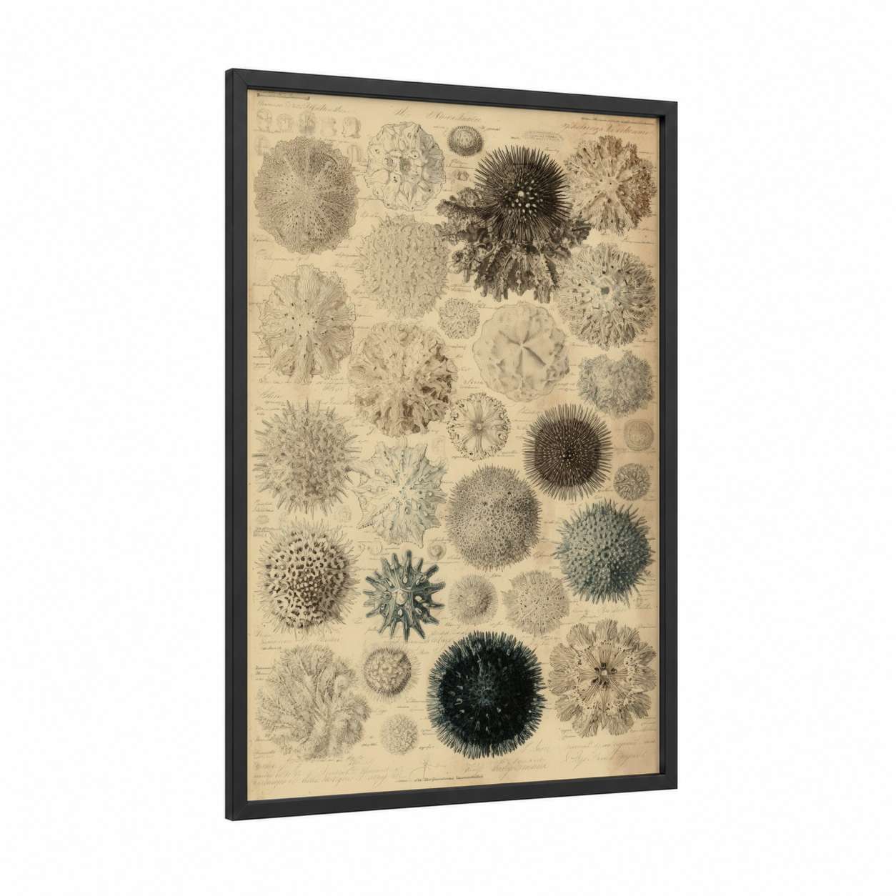 Scientific Urchins framed sea urchin print — black wood frame — black and white and cream palette