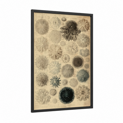 Scientific Urchins framed sea urchin print — black wood frame — black and white and cream palette