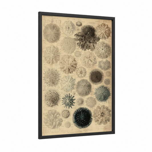 Scientific Urchins framed sea urchin print — black wood frame — black and white and cream palette