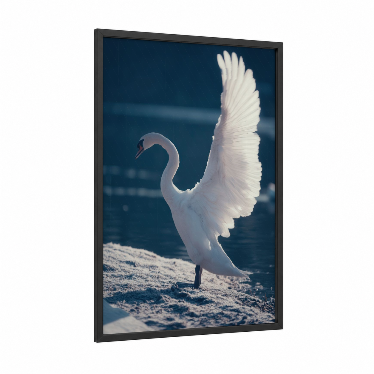 Graceful Swan Wings framed art print — black wood frame — white and blue palette