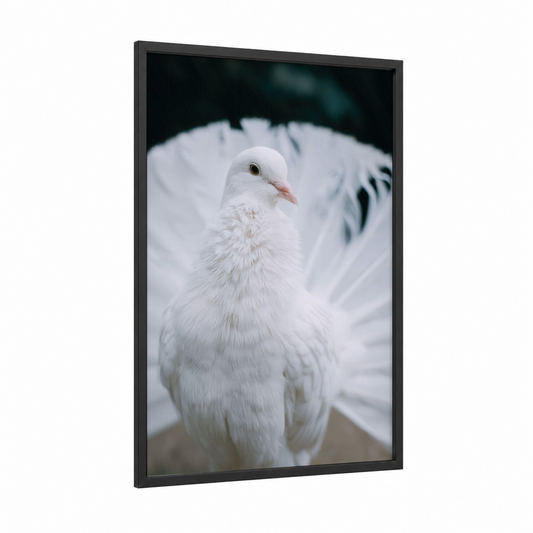 Snowy White Pigeon framed art print — black wood frame — white and black and white palette