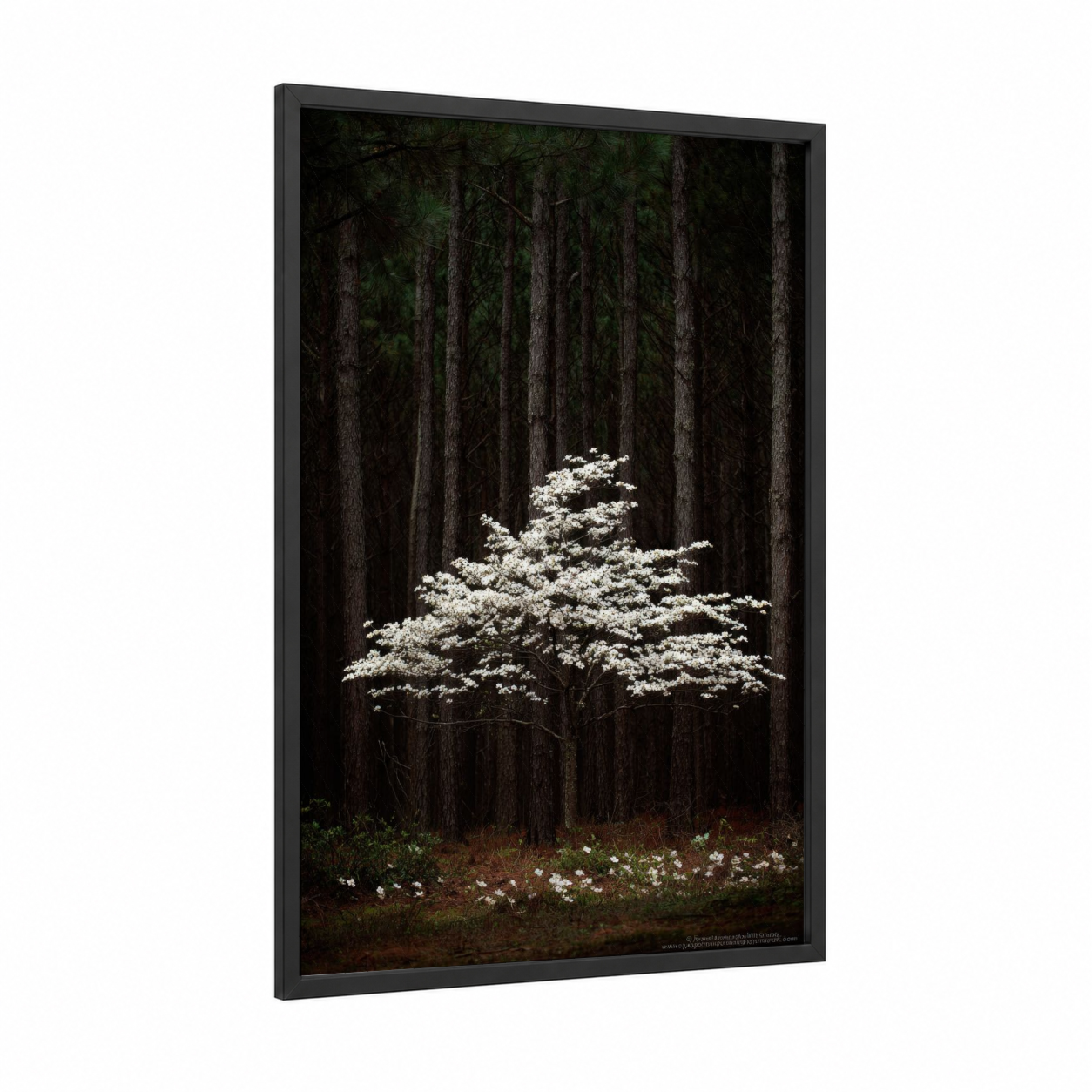 Luminous Dogwood framed cherry blossoms print — black wood frame — white and black palette