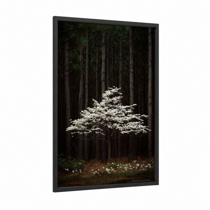 Luminous Dogwood framed cherry blossoms print — black wood frame — white and black palette