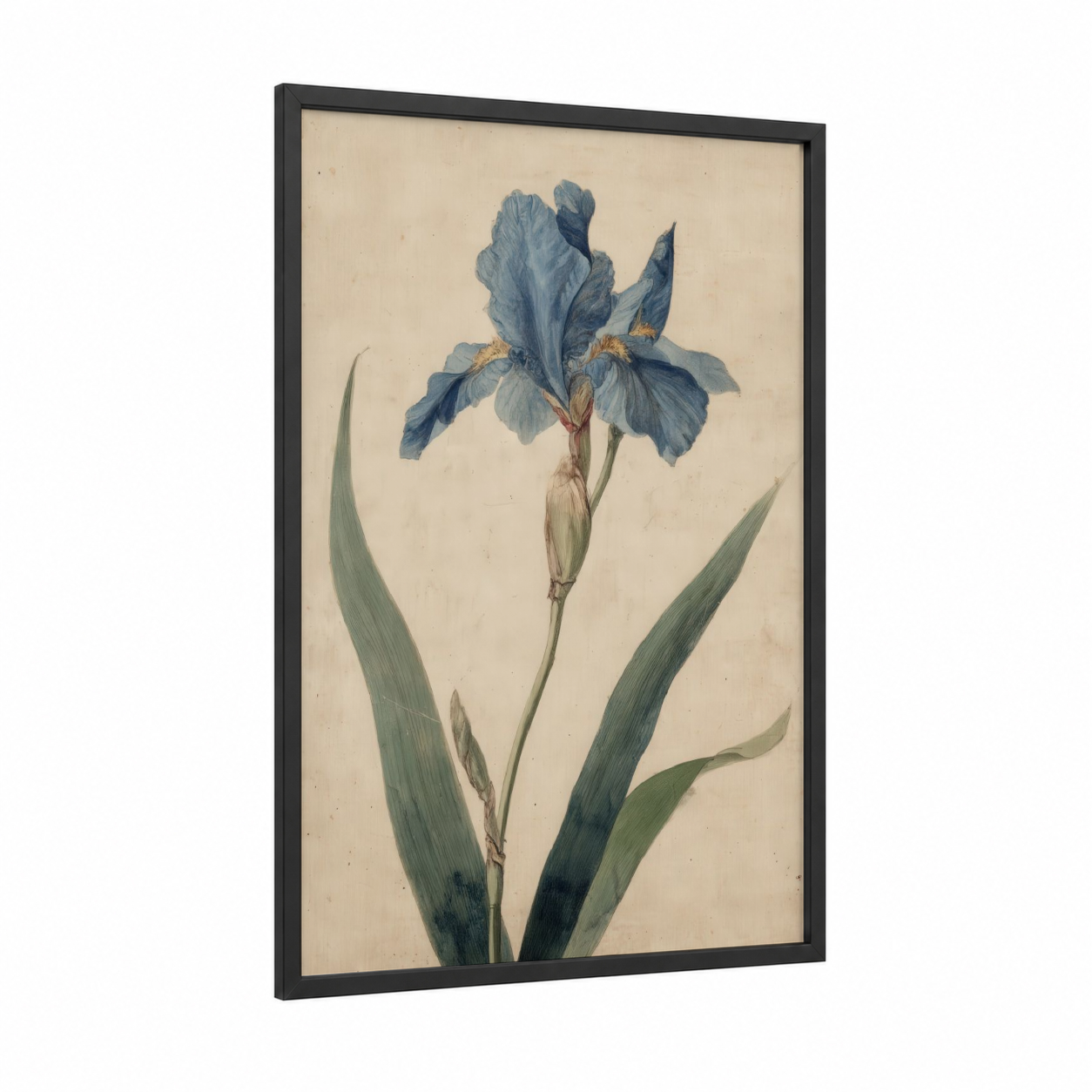 Blue Iris Study framed art print — black wood frame — blue and cream palette