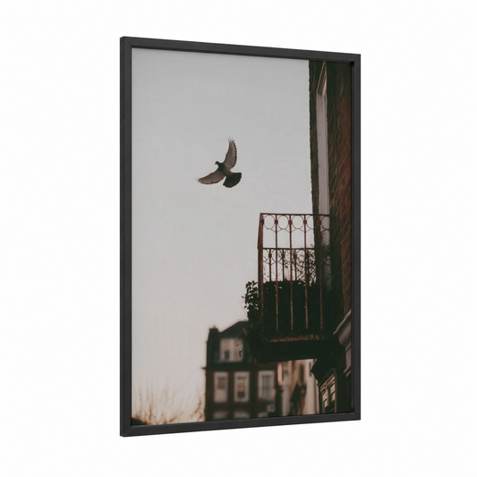 Urban Pigeon Flight framed art print — black wood frame — gray and dove gray palette