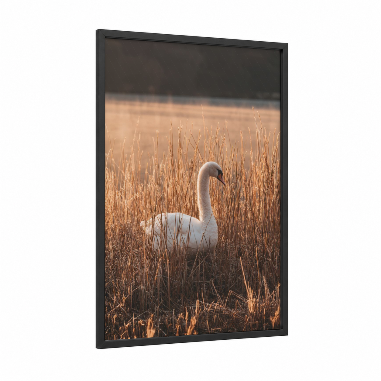 Marshland Swan framed art print — black wood frame — cream and gold palette