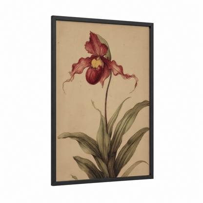 Crimson Lady's Slipper framed orchid print — black wood frame — russet and cream palette