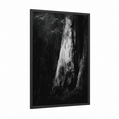 Ancient Redwood framed redwood tree print — black wood frame — black and white and gray palette