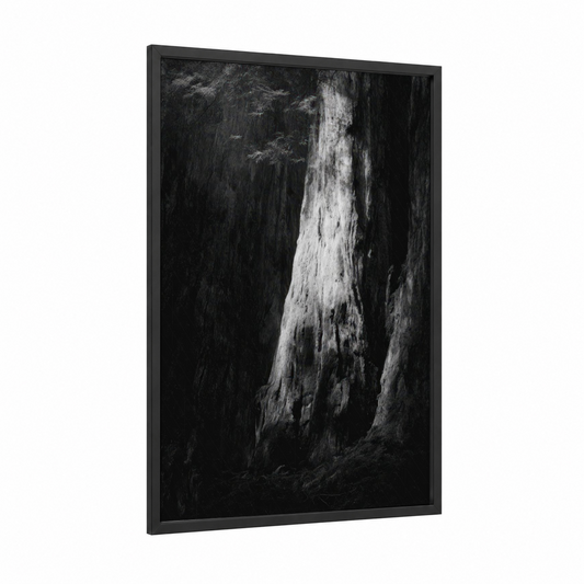 Ancient Redwood framed redwood tree print — black wood frame — black and white and gray palette