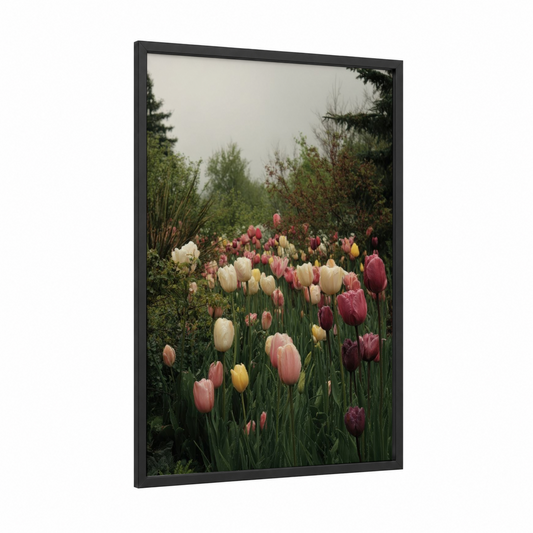 Misty Tulip Garden framed art print — black wood frame — cream and pink palette