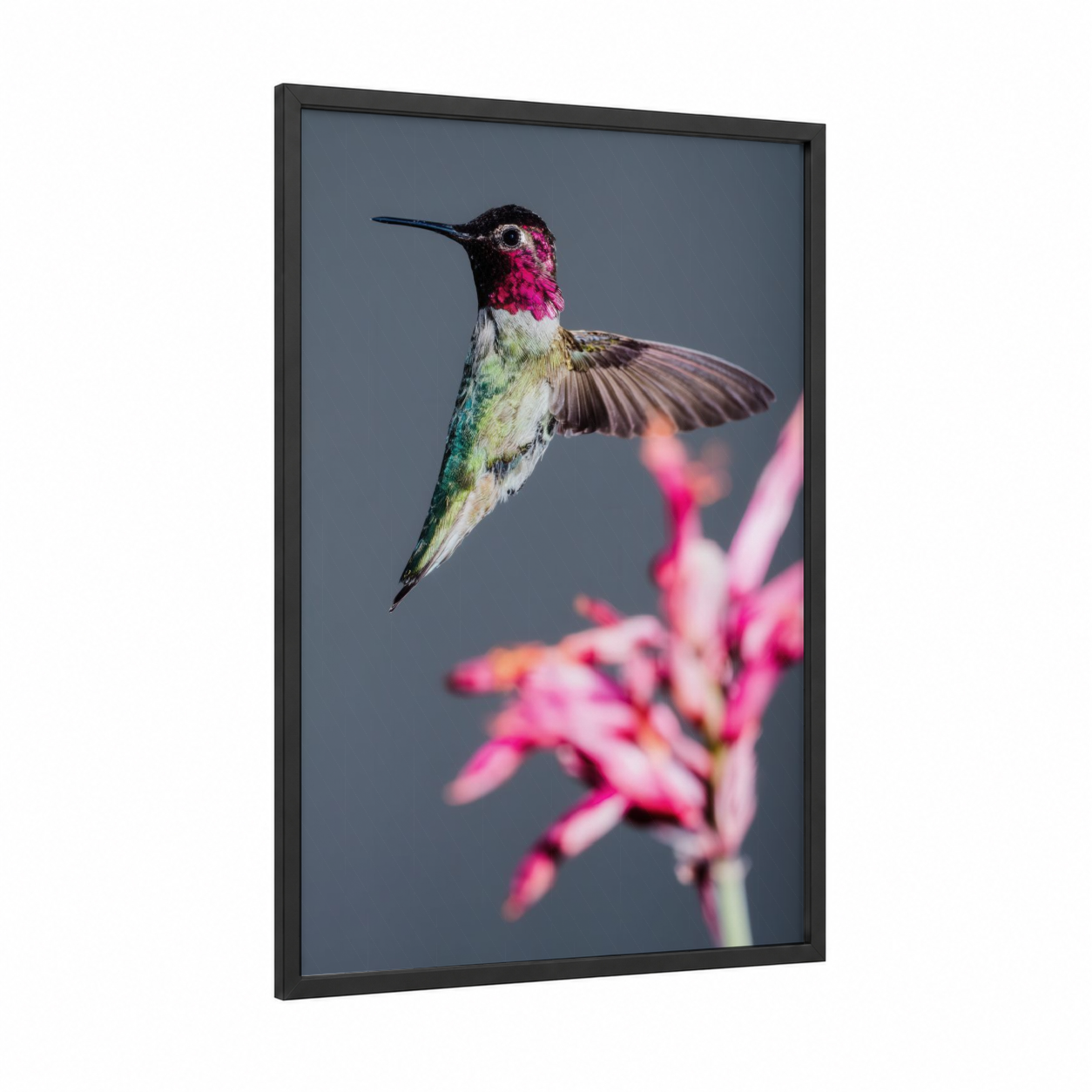 Magenta Hummingbird framed art print — black wood frame — magenta and gray palette